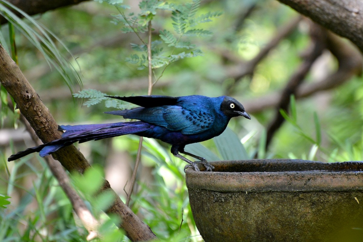 Long-tailed Glossy Starling - ML42662381