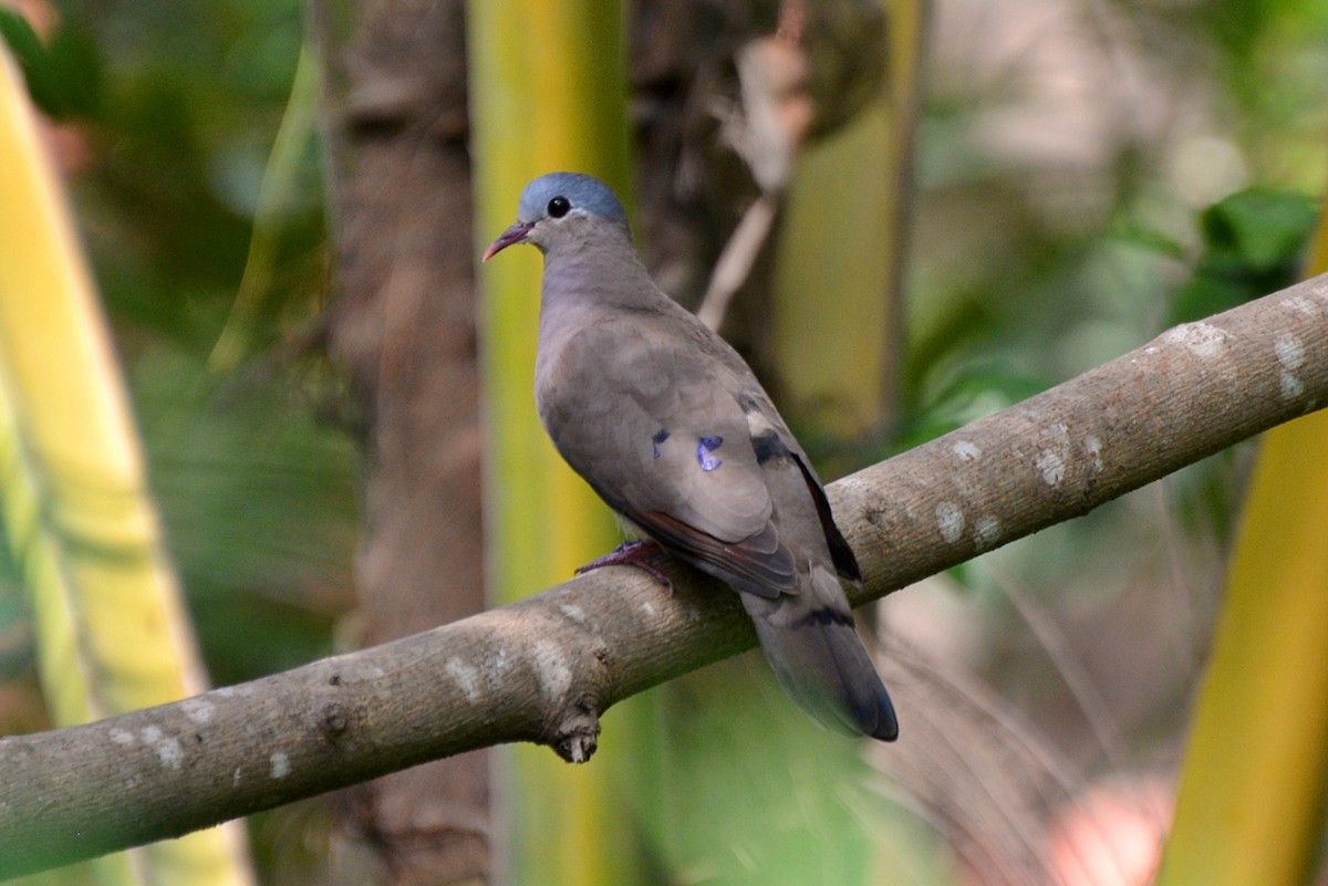 Blue-spotted Wood-Dove - ML42662411