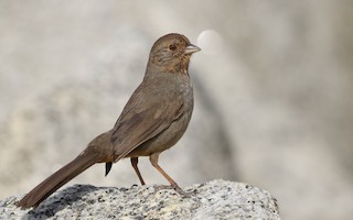 California Towhee