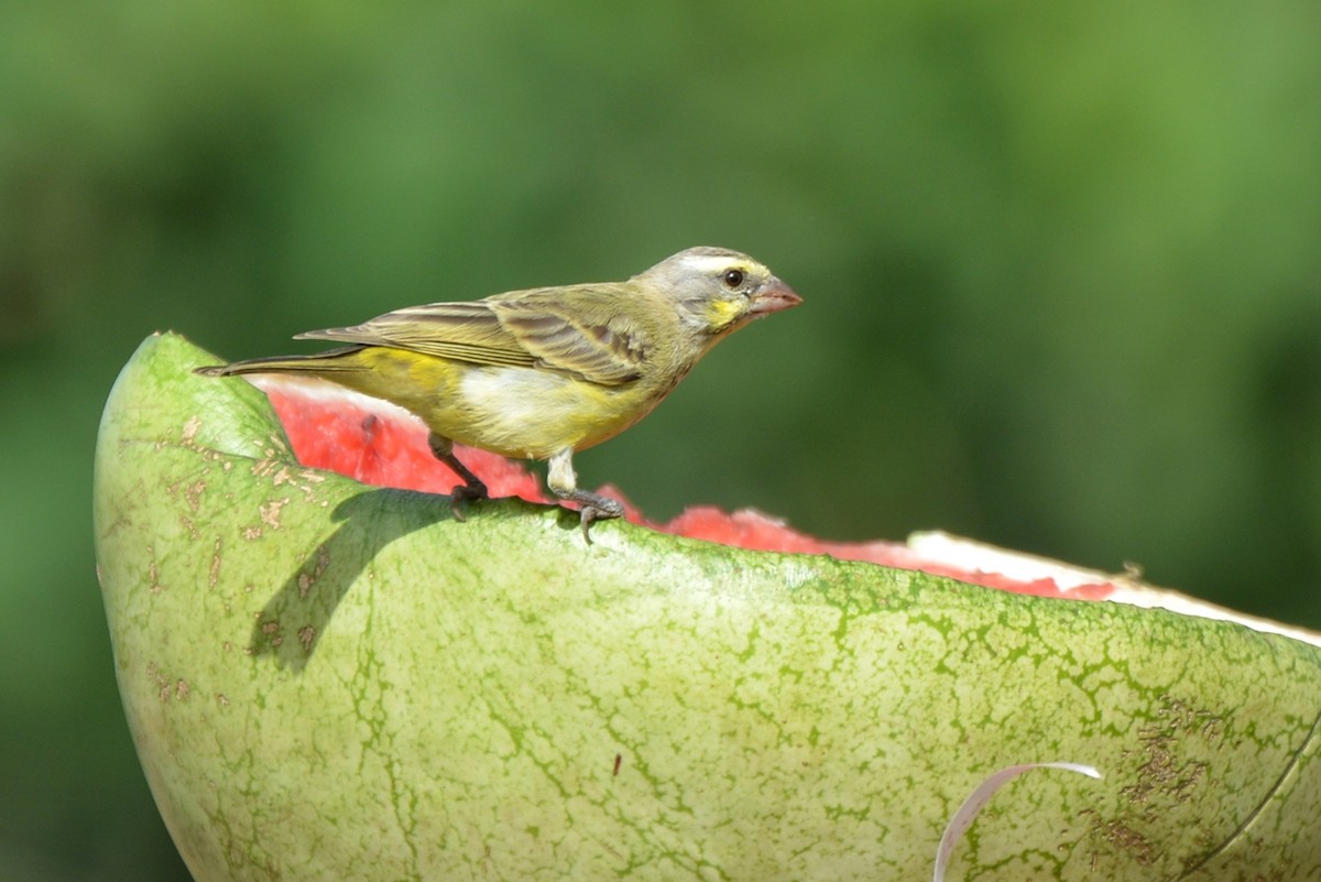 Yellow-fronted Canary - Henry Cook