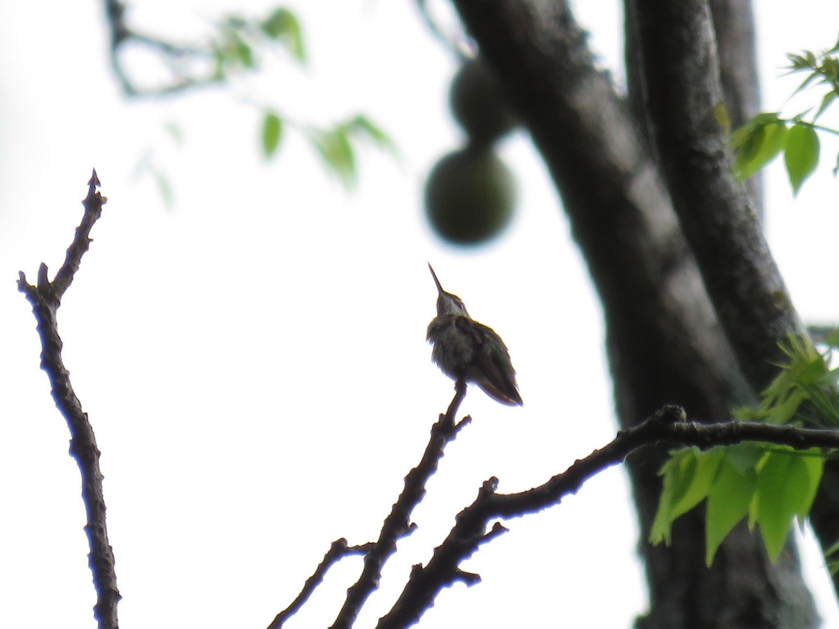 Scintillant Hummingbird - John van Dort