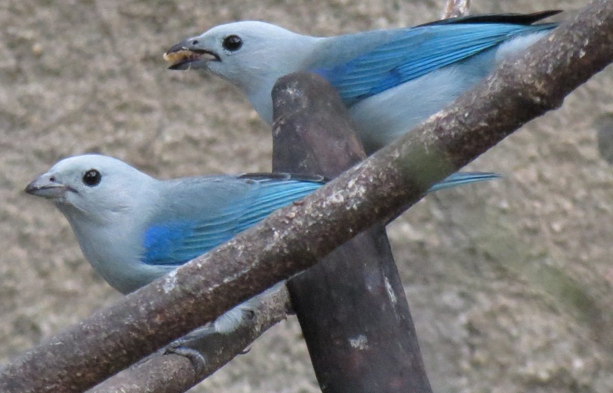 Blue-gray Tanager - ML42663281