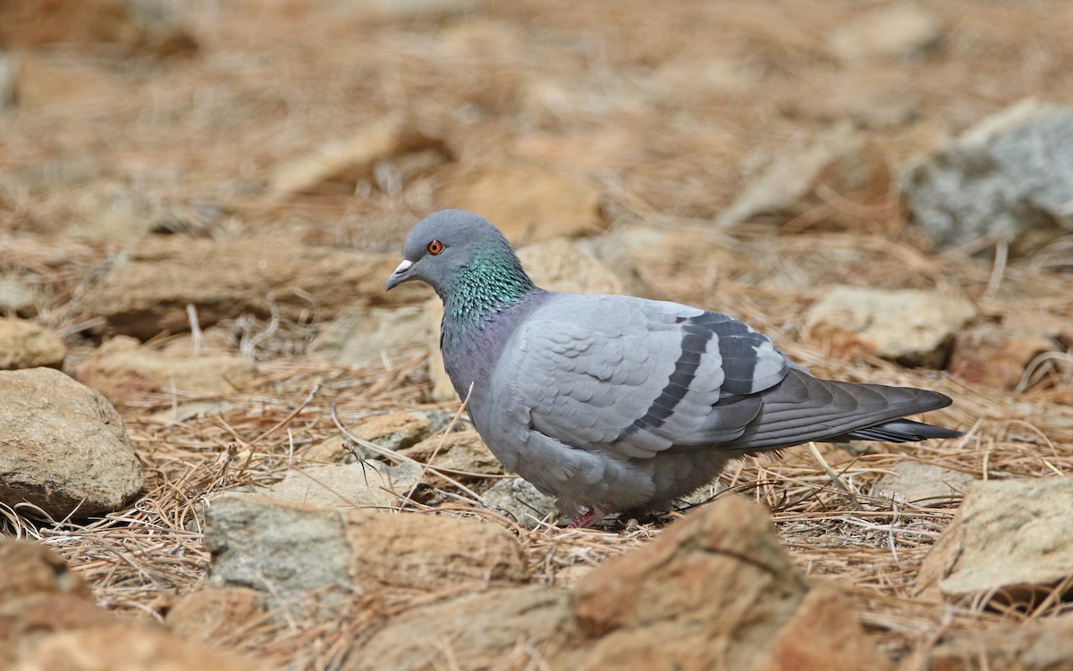 Pigeon biset (forme sauvage) - ML426637001