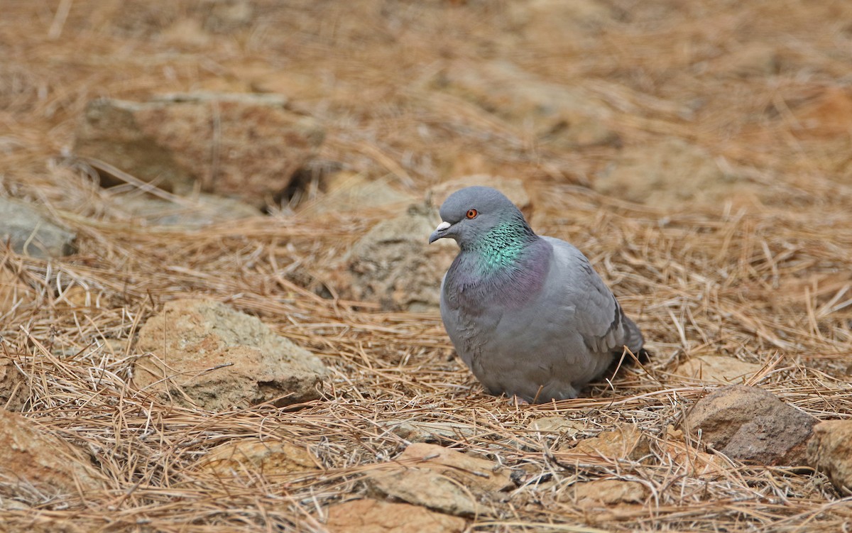 Rock Pigeon (Wild type) - ML426637051
