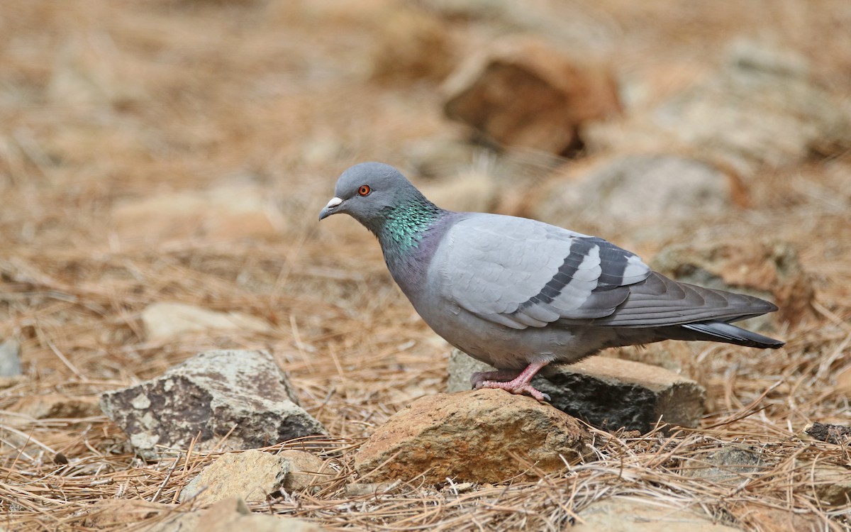 Rock Pigeon (Wild type) - ML426637071