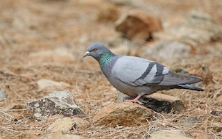 Rock Pigeon (Wild type), ML426637071