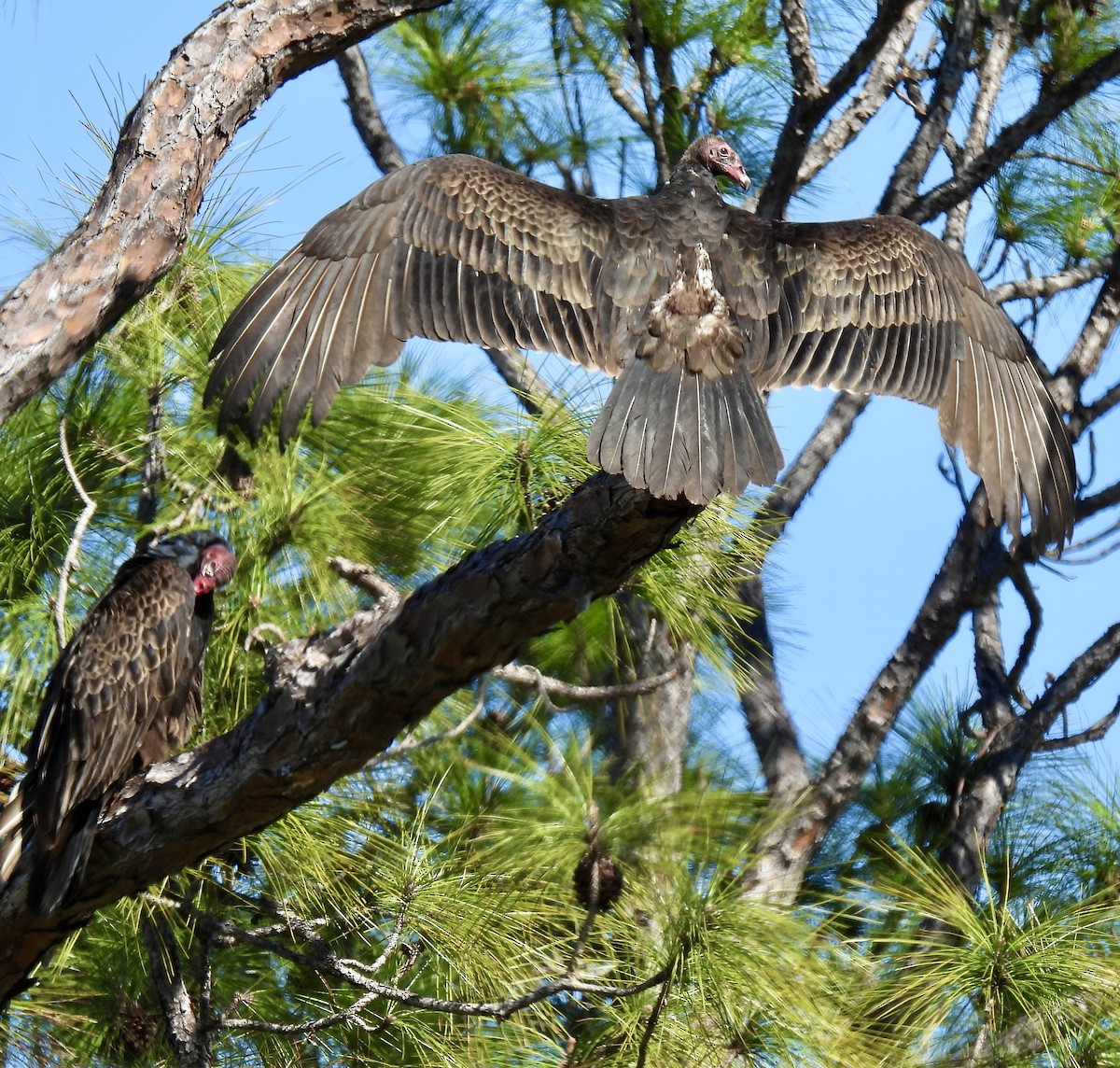 Turkey Vulture - lori herfurth