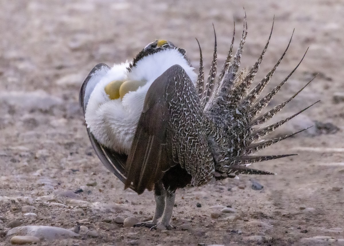 Greater Sage-Grouse - ML426650081