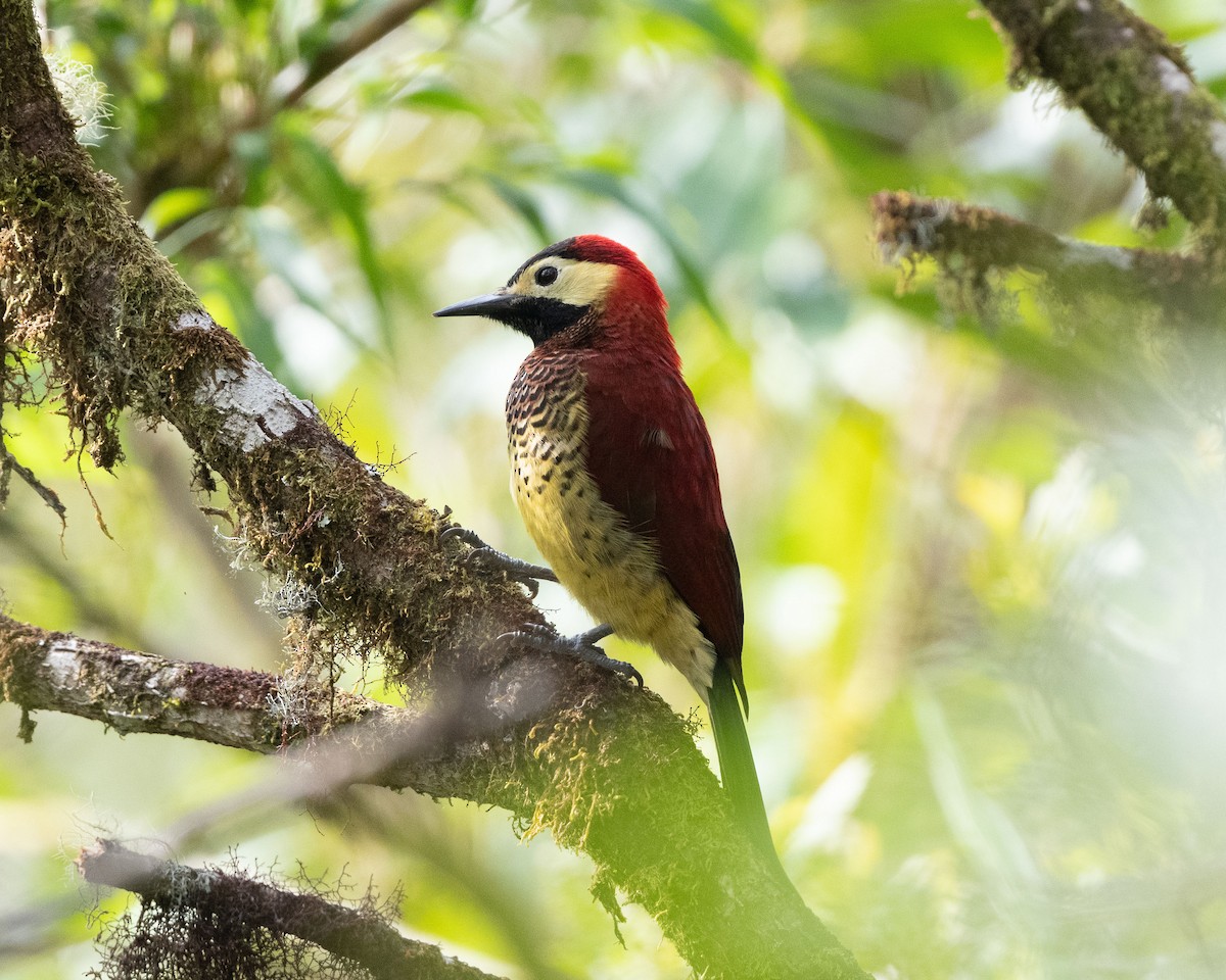 Crimson-mantled Woodpecker - ML426651091