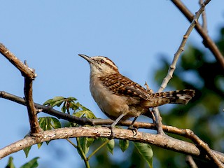  - Rufous-naped Wren