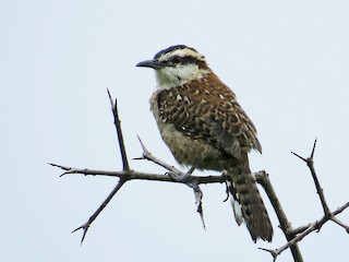  - Rufous-naped Wren