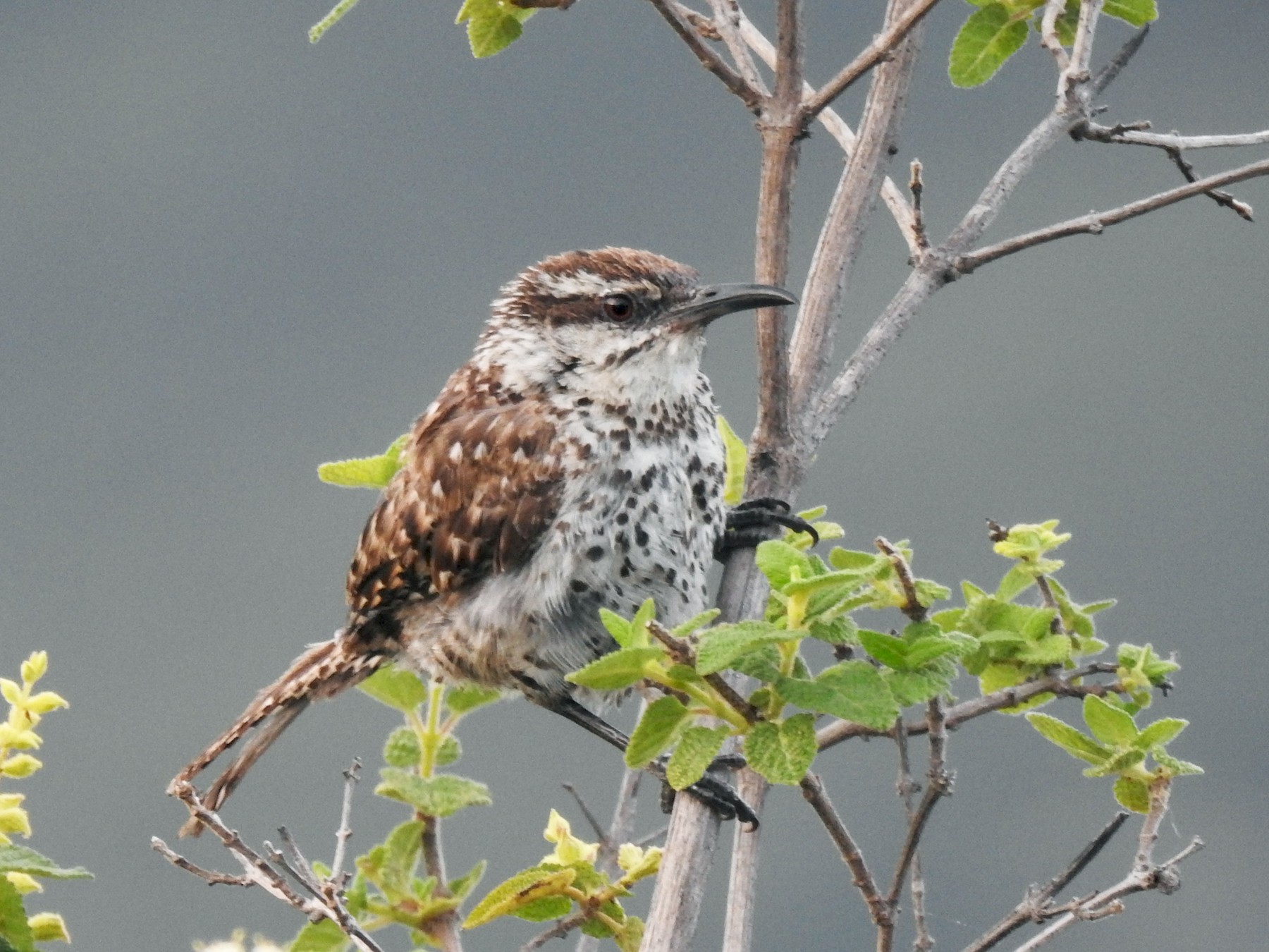 Matraca del Balsas - eBird