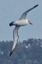 White-capped Albatross - Steven Hall