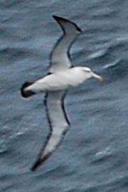 Albatros à cape blanche - ML426661641