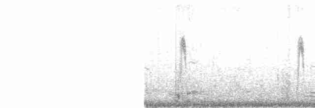 נחליאלי לבן (מרוקני) - ML426662601