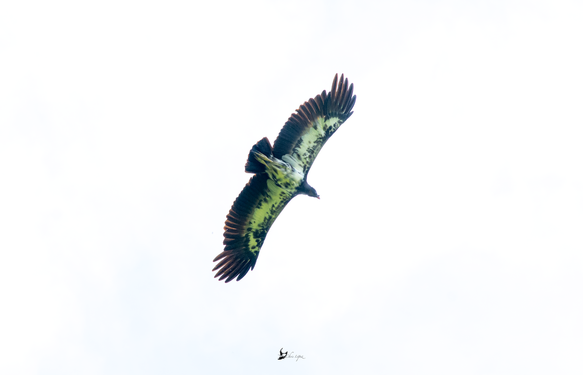 King Vulture - ML426674191
