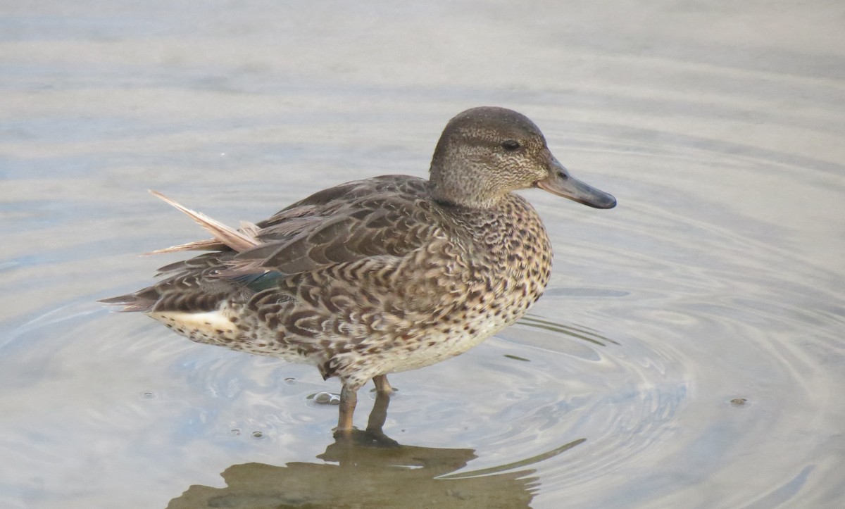 Green-winged Teal - ML426678211