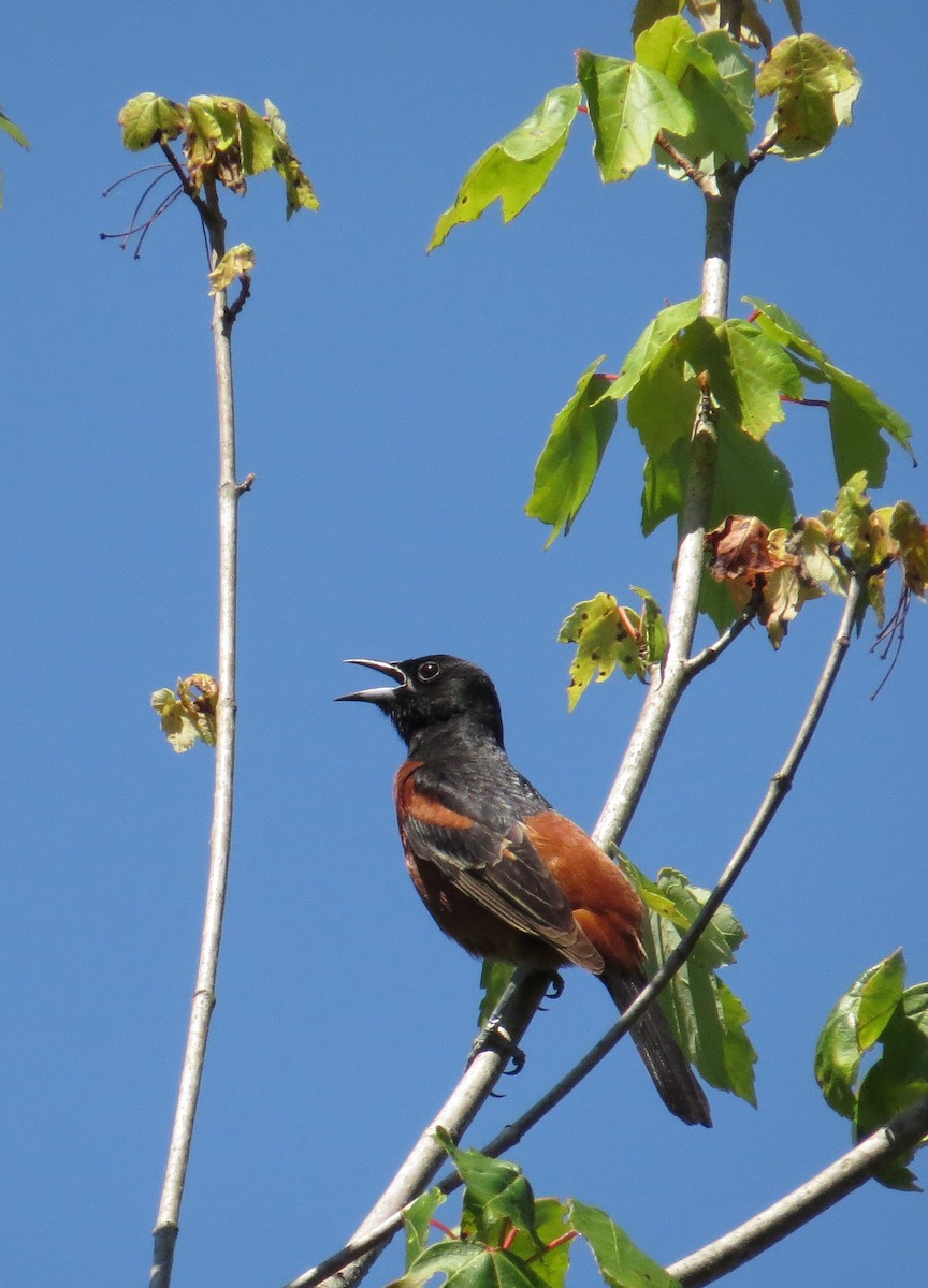 Orchard Oriole - ML42667981