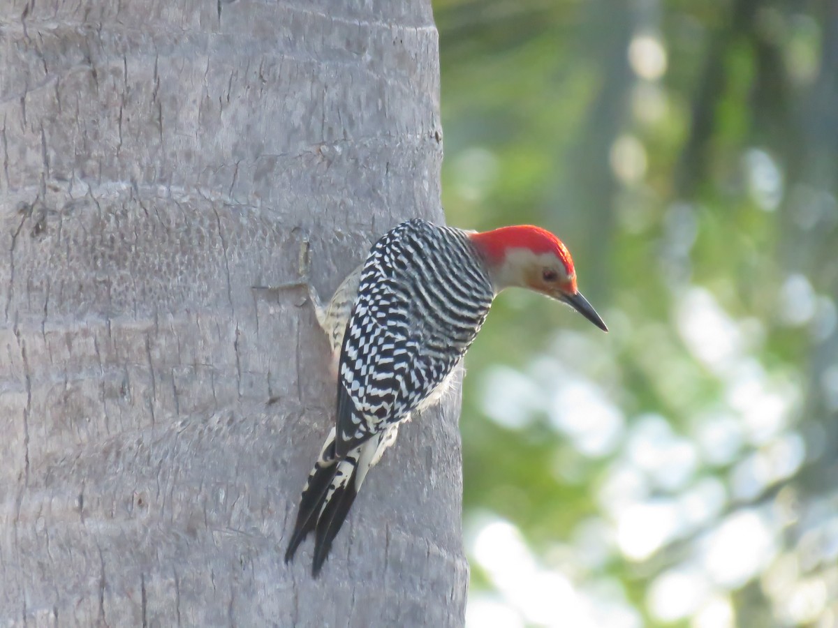 Red-bellied Woodpecker - ML42668251