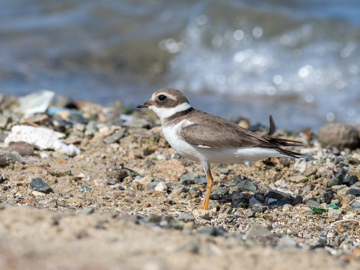 Common Ringed Plover - ML426686641