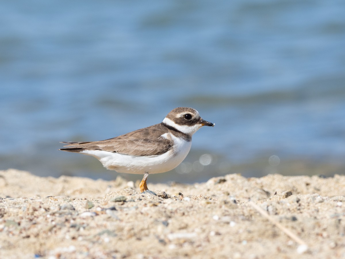 Common Ringed Plover - ML426686671