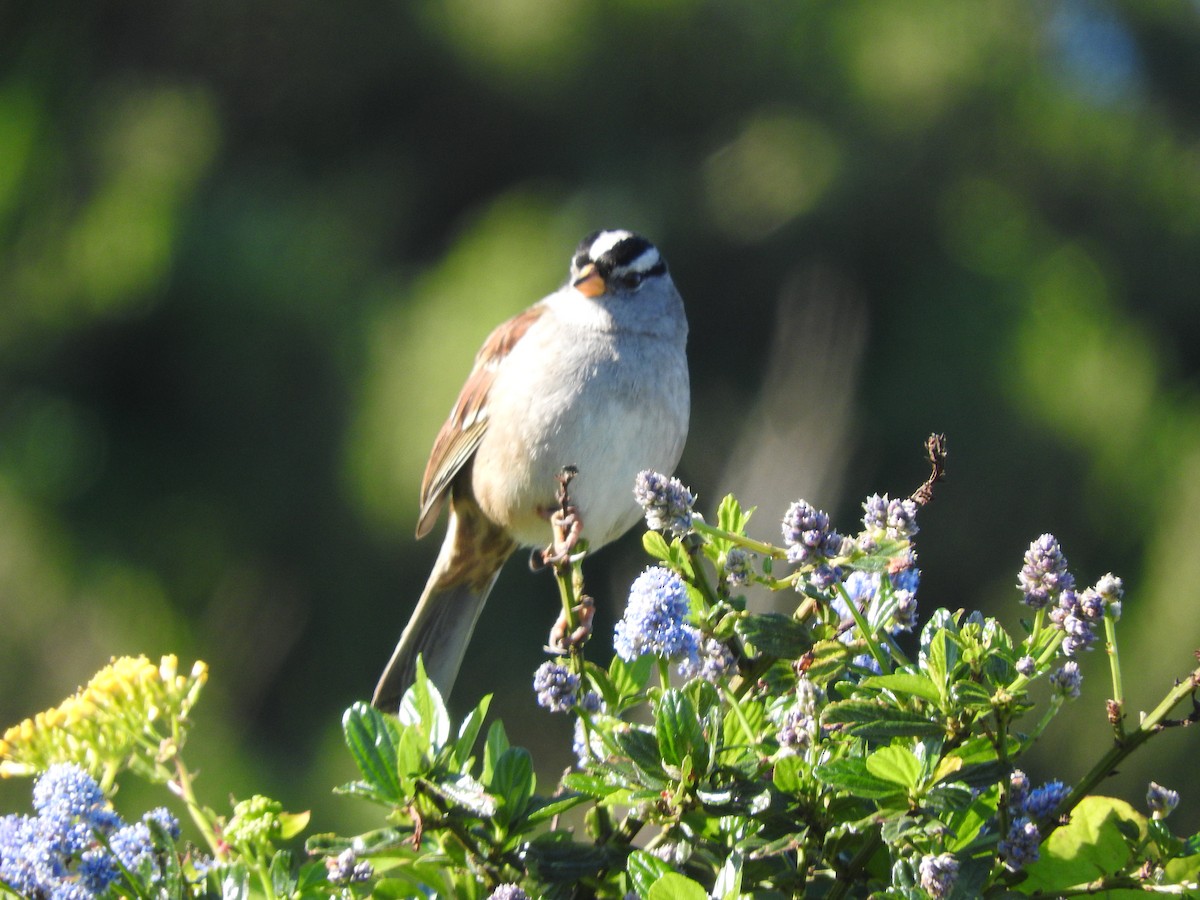 White-crowned Sparrow - ML426691331