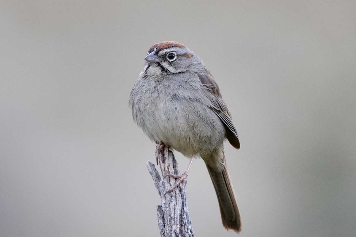 Rufous-crowned Sparrow - ML426691591