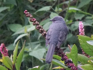 ムジヒトリツグミ - eBird
