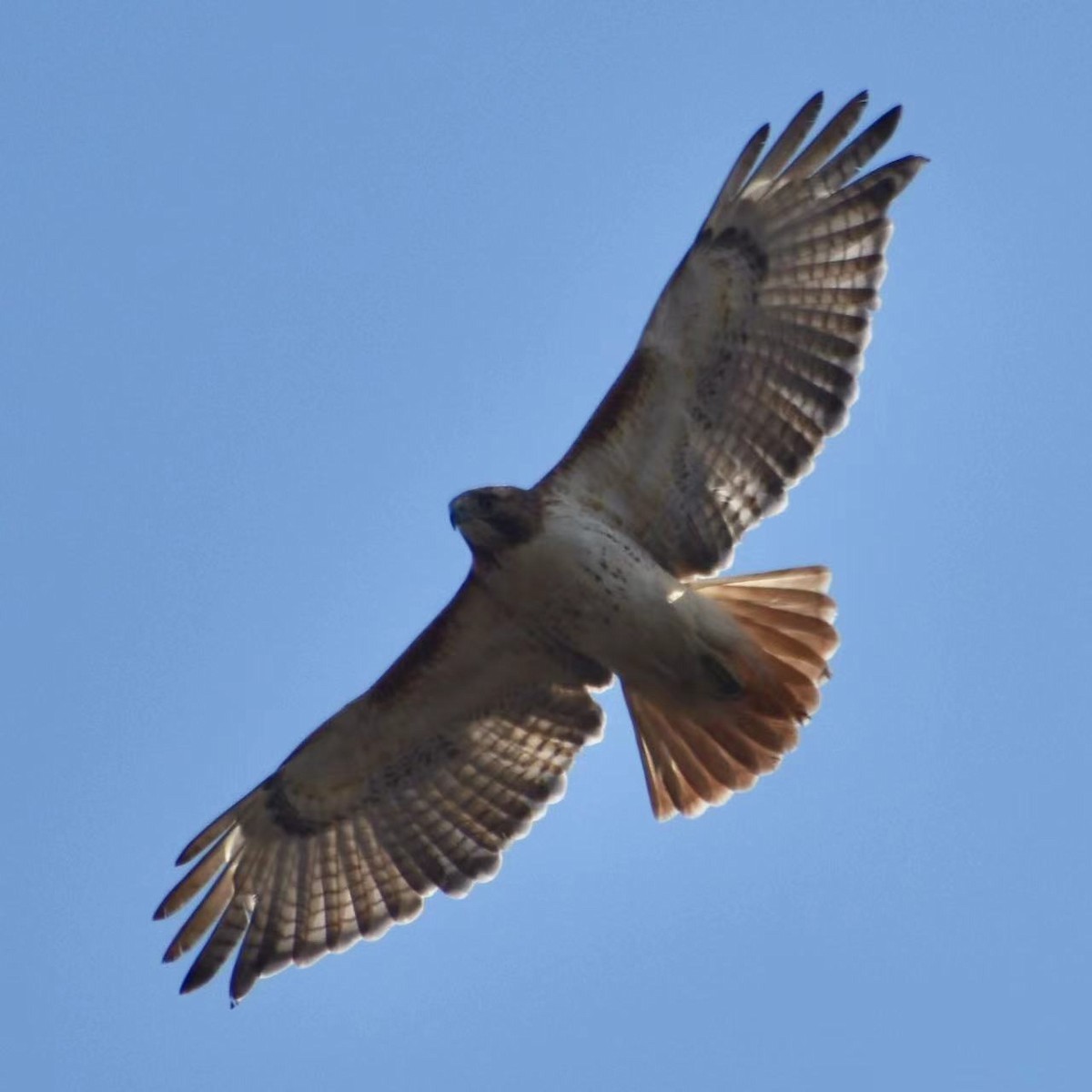 Red-tailed Hawk - ML426694921