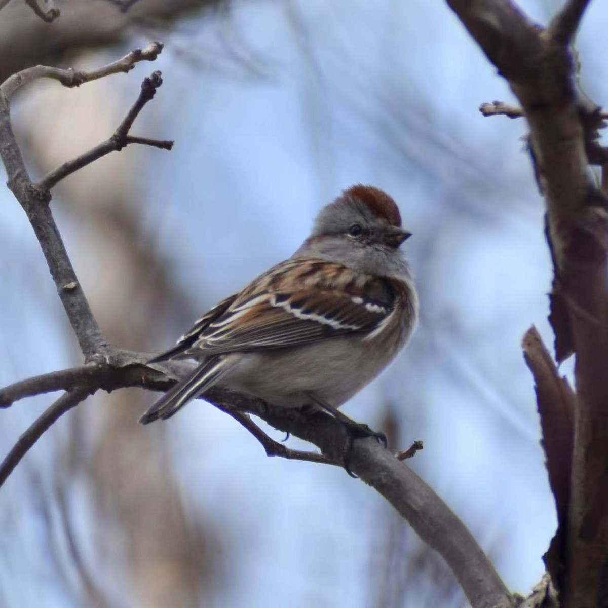 American Tree Sparrow - ML426695141