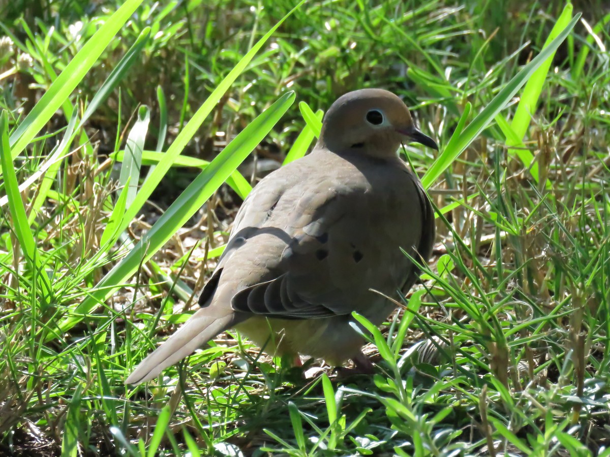 Mourning Dove - Curtis Mahon