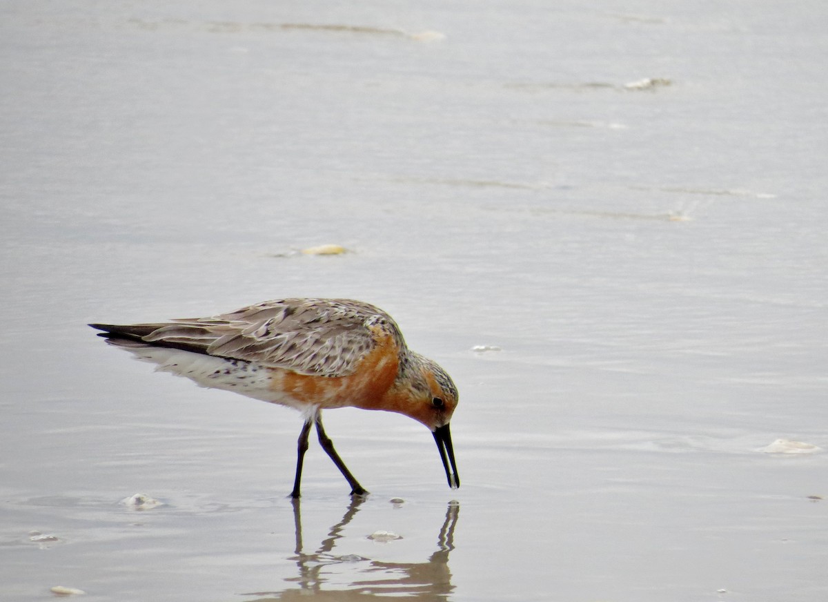 Red Knot - ML42670301