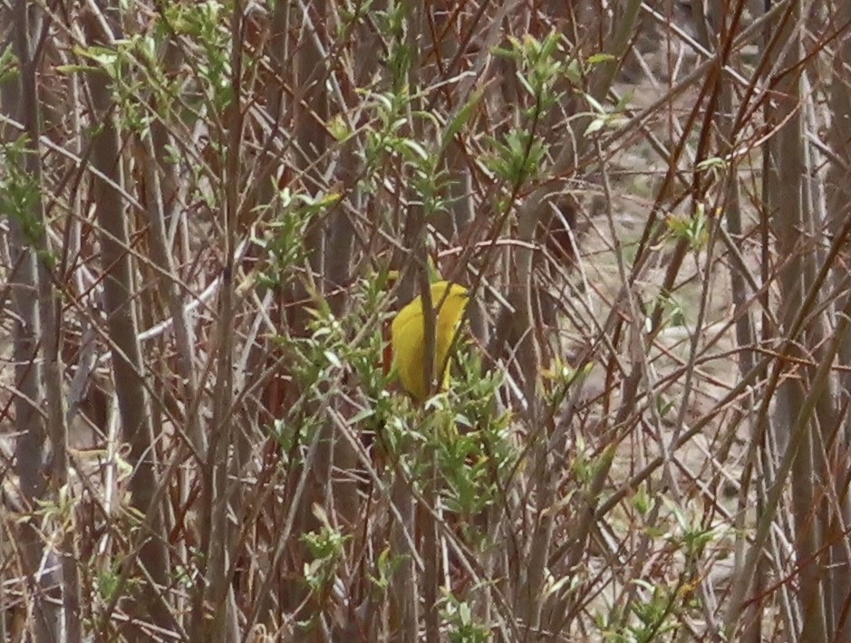 Yellow Warbler - ML426709771