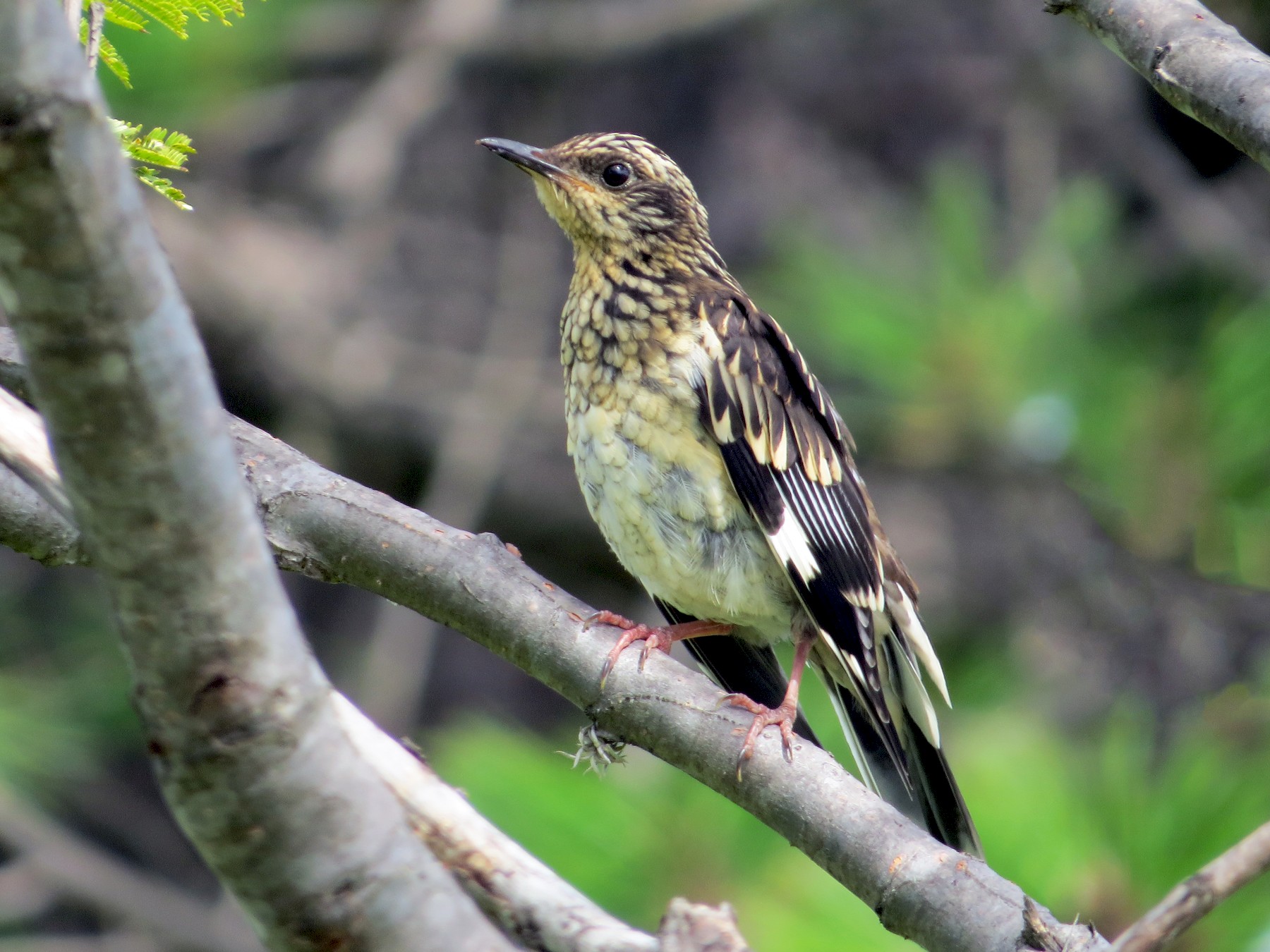 Aztec Thrush - Mark Goodwin