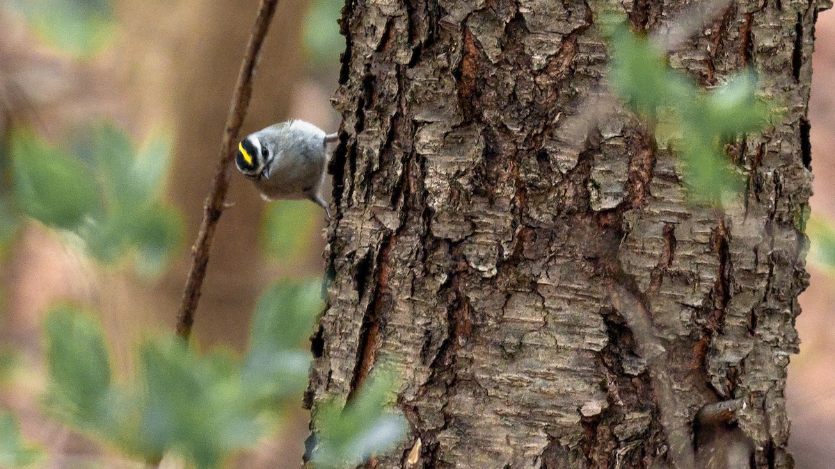 Golden-crowned Kinglet - Todd Kiraly