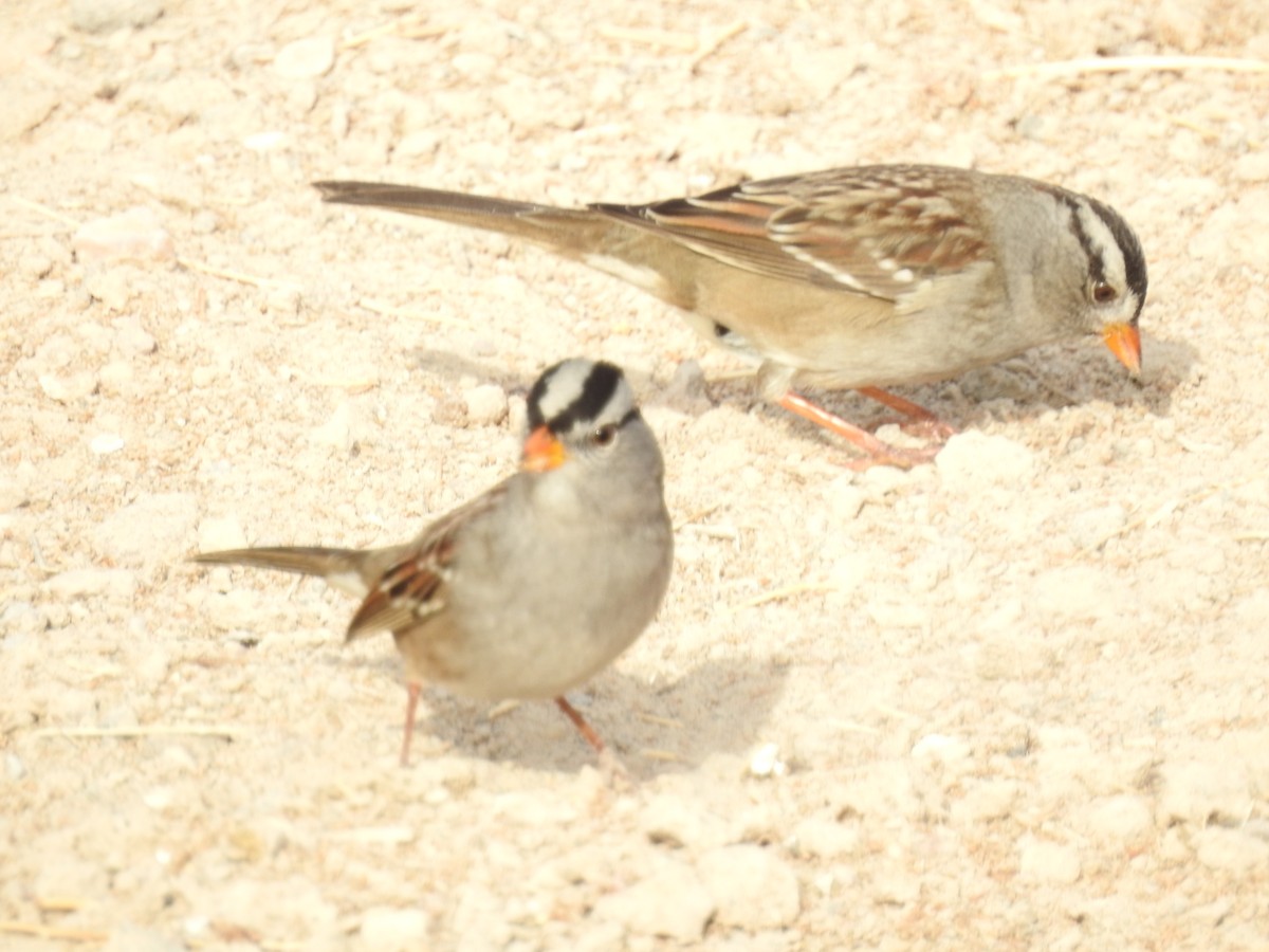 White-crowned Sparrow (Gambel's) - ML42671921