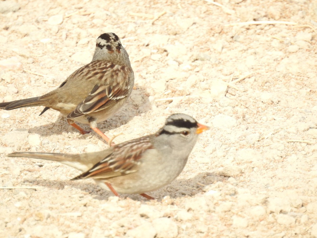 White-crowned Sparrow (Gambel's) - margaret barbuty