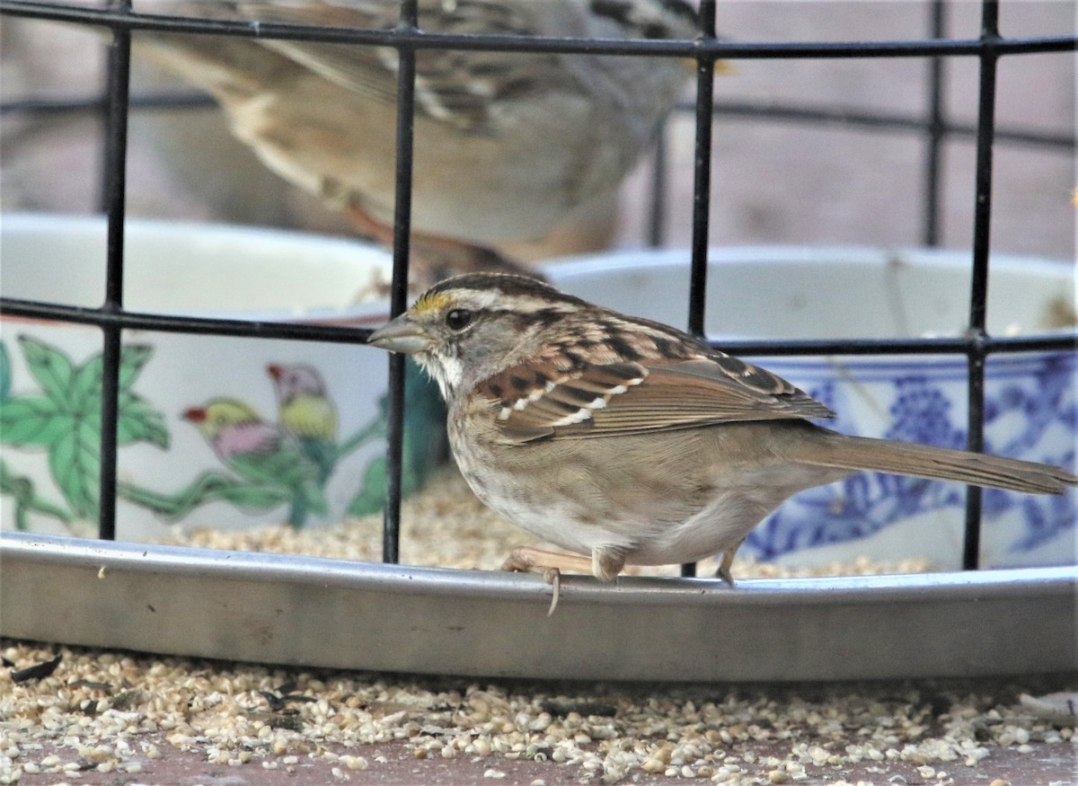White-throated Sparrow - ML426719311