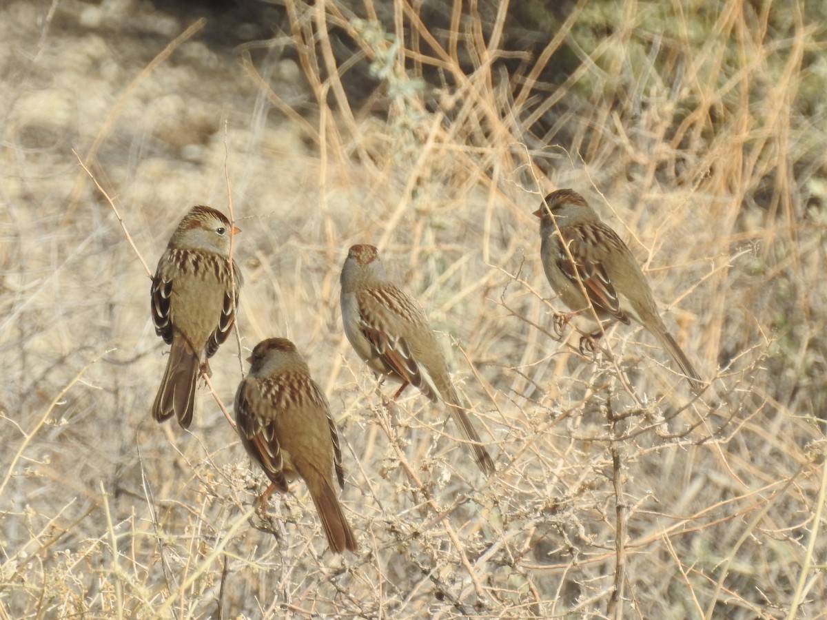 White-crowned Sparrow (Gambel's) - margaret barbuty