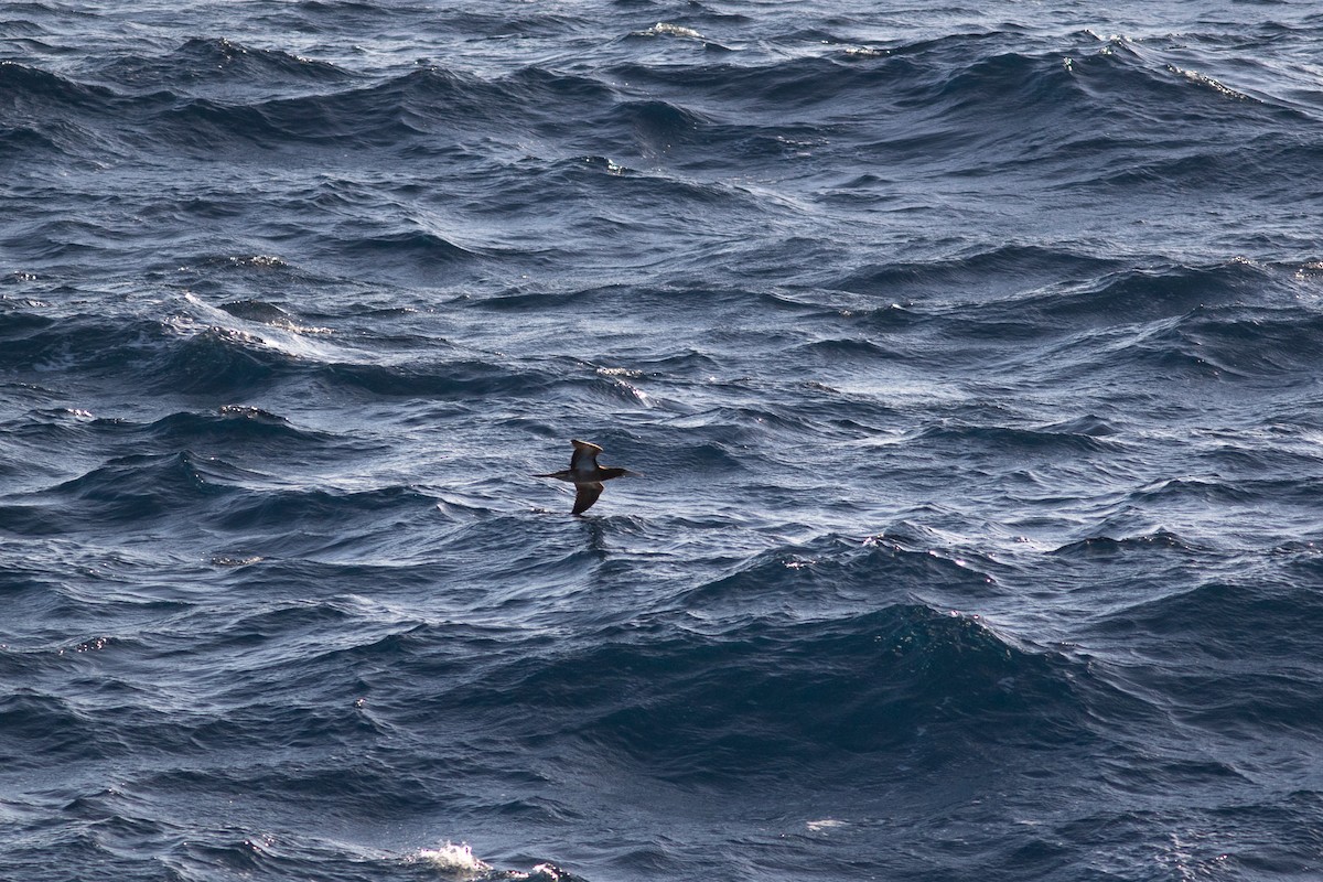 Brown Booby - ML426719941