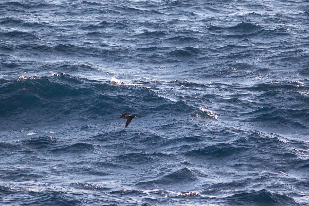 Brown Booby - ML426719961