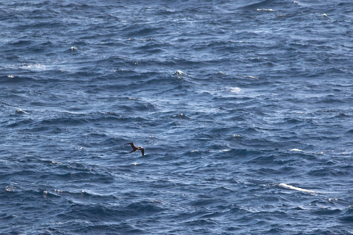 Brown Booby - ML426719991