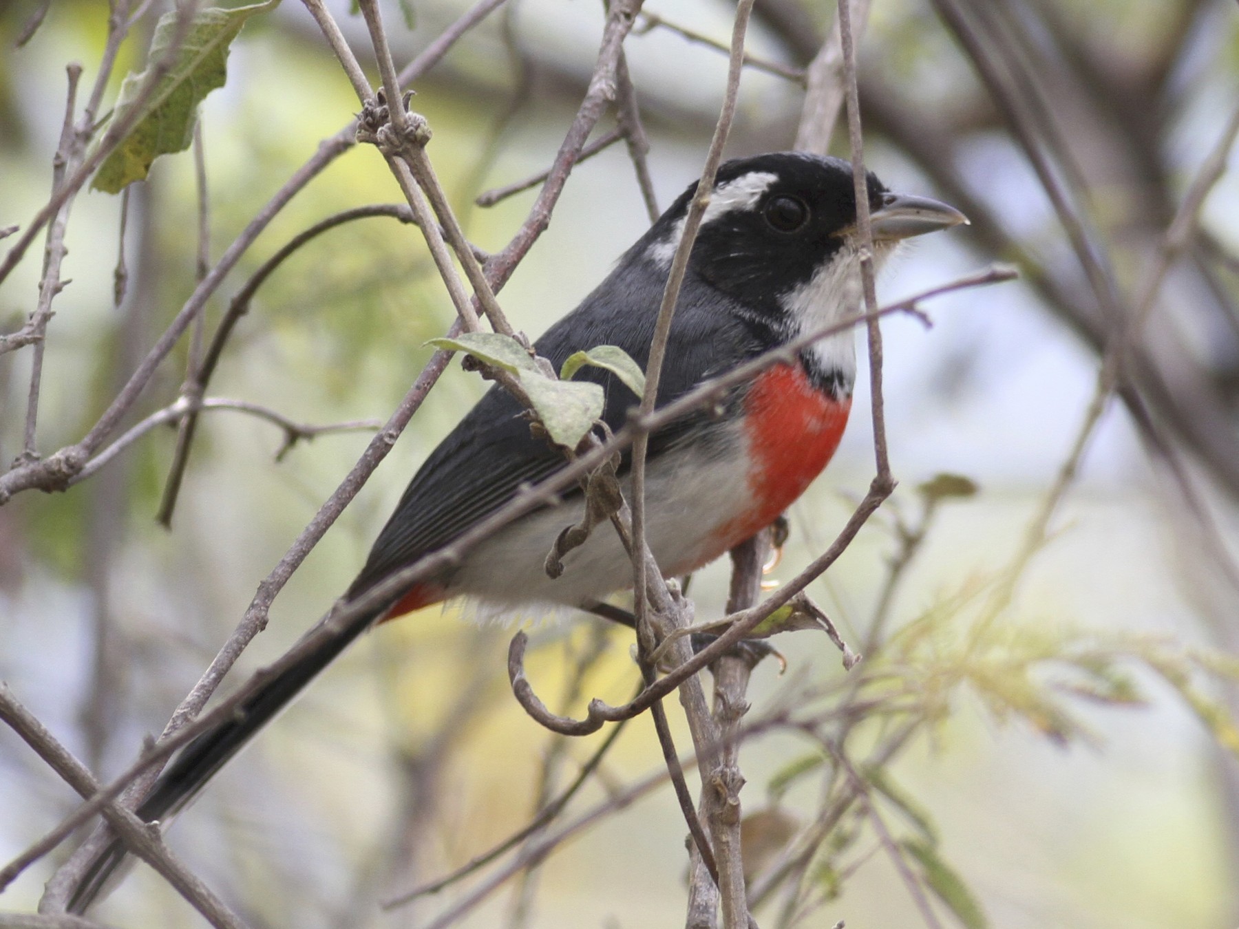 Red Breasted Chat Ebird