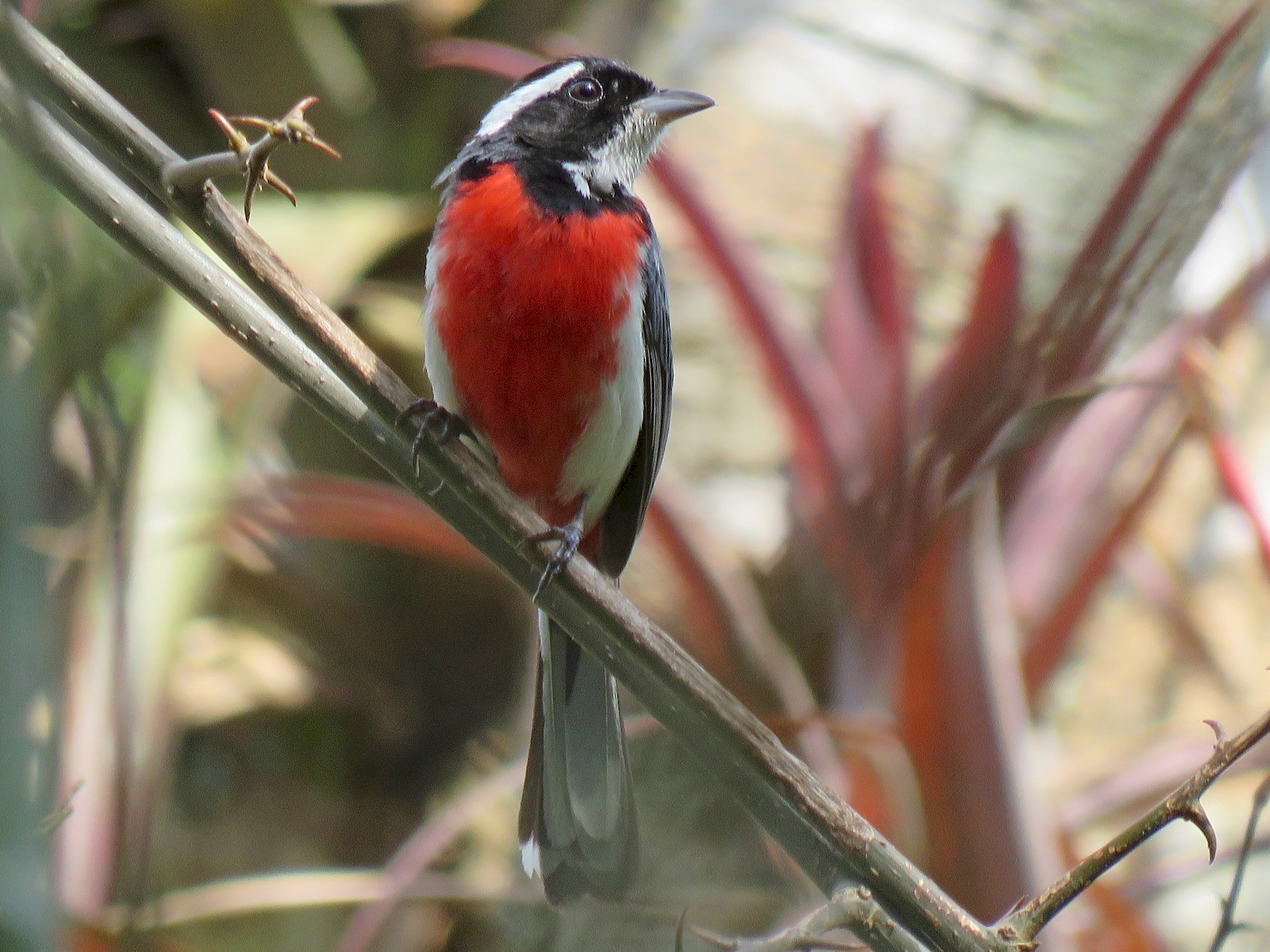 Red Breasted Chat Ebird