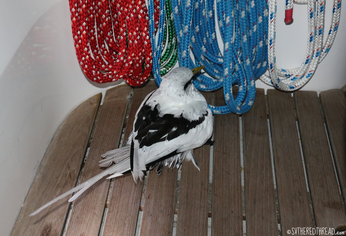 White-tailed Tropicbird - Birding Aboard