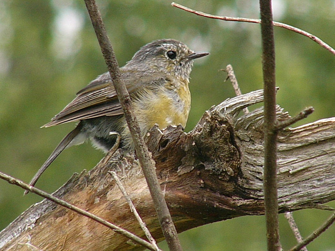 Snowy-browed Flycatcher - min-hsiung huang