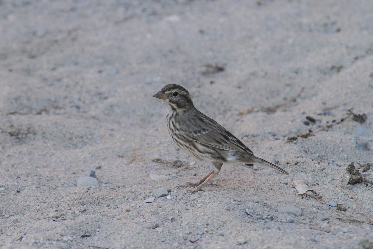 Savannah Sparrow (Large-billed) - ML426728011