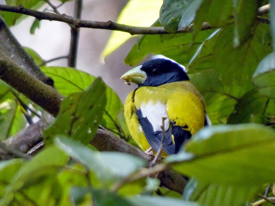 Hooded Grosbeak - Maynor Ovando