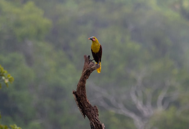 Habitat; Sucumbíos, Ecuador. - Olive Oropendola - 