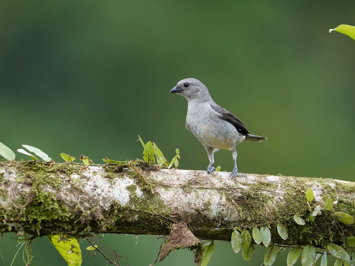 Plain-colored Tanager - ML426733451